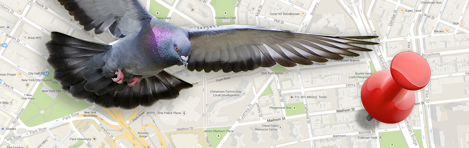 Google Release Pigeon Local Search Algorithm Update